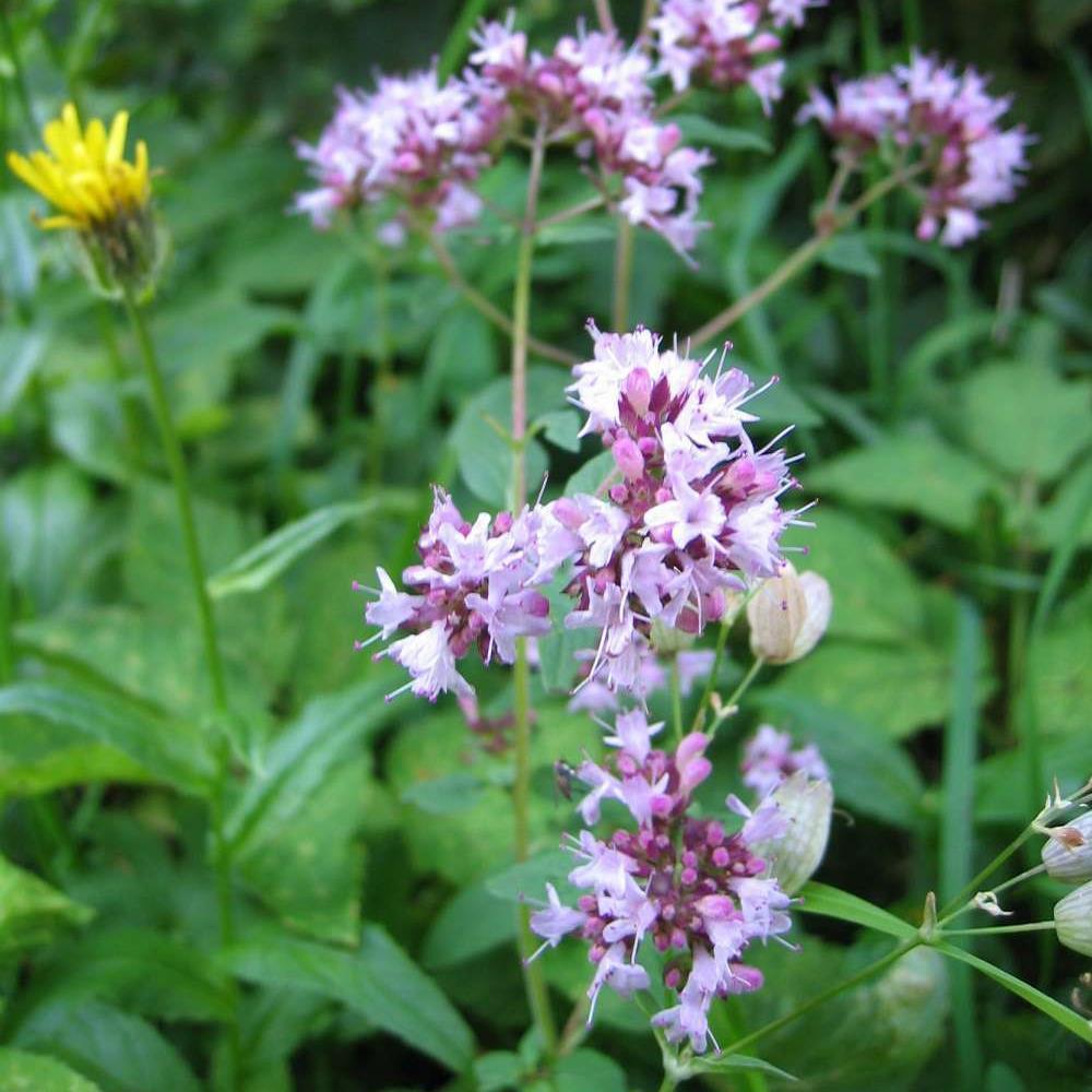 Herb Origanum Vulgare Hirtum - View 7 from www redcrocus com