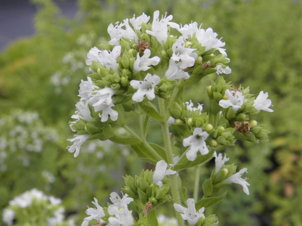 Herb Origanum Vulgare Hirtum - View 8 from www redcrocus com