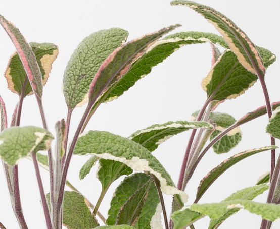 Herb Salvia Officinalis Tri Color Sage - View 13 from www redcrocus com