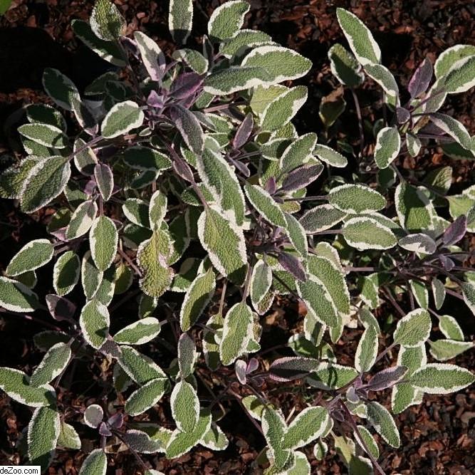 Herb Salvia Officinalis Tri Color Sage - View 15 from www redcrocus com