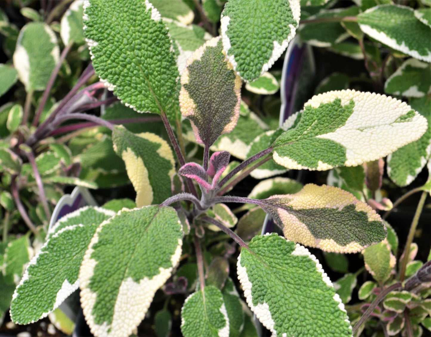 Herb Salvia Officinalis Tri Color Sage - View 4 from www redcrocus com