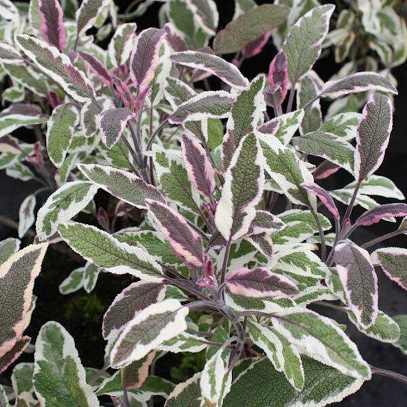 Herb Salvia Officinalis Tri Color Sage - View 5 from www redcrocus com