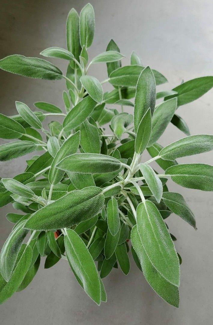 Herb Salvia Officinalis Tri Color Sage - View 6 from www redcrocus com