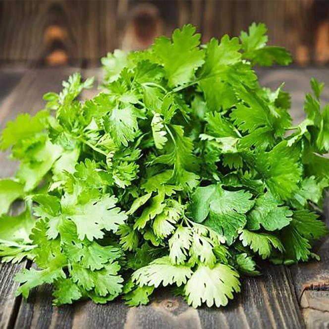 Herb Coriandrum Sativum Santo - View 11 from www redcrocus com