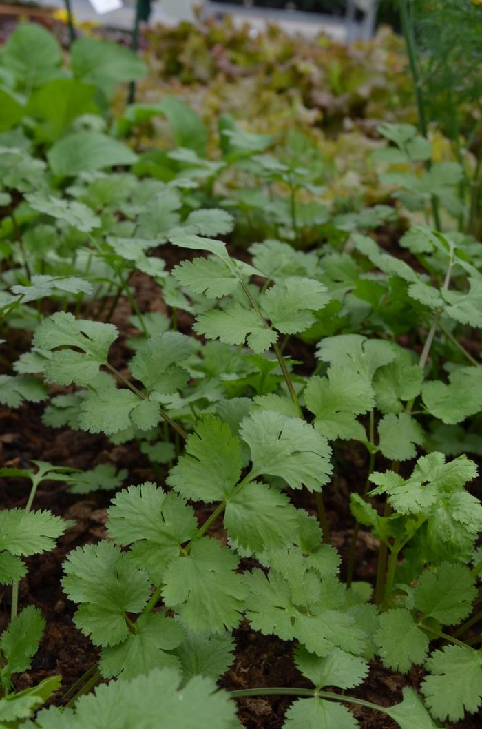 Herb Coriandrum Sativum Santo - View 12 from www redcrocus com