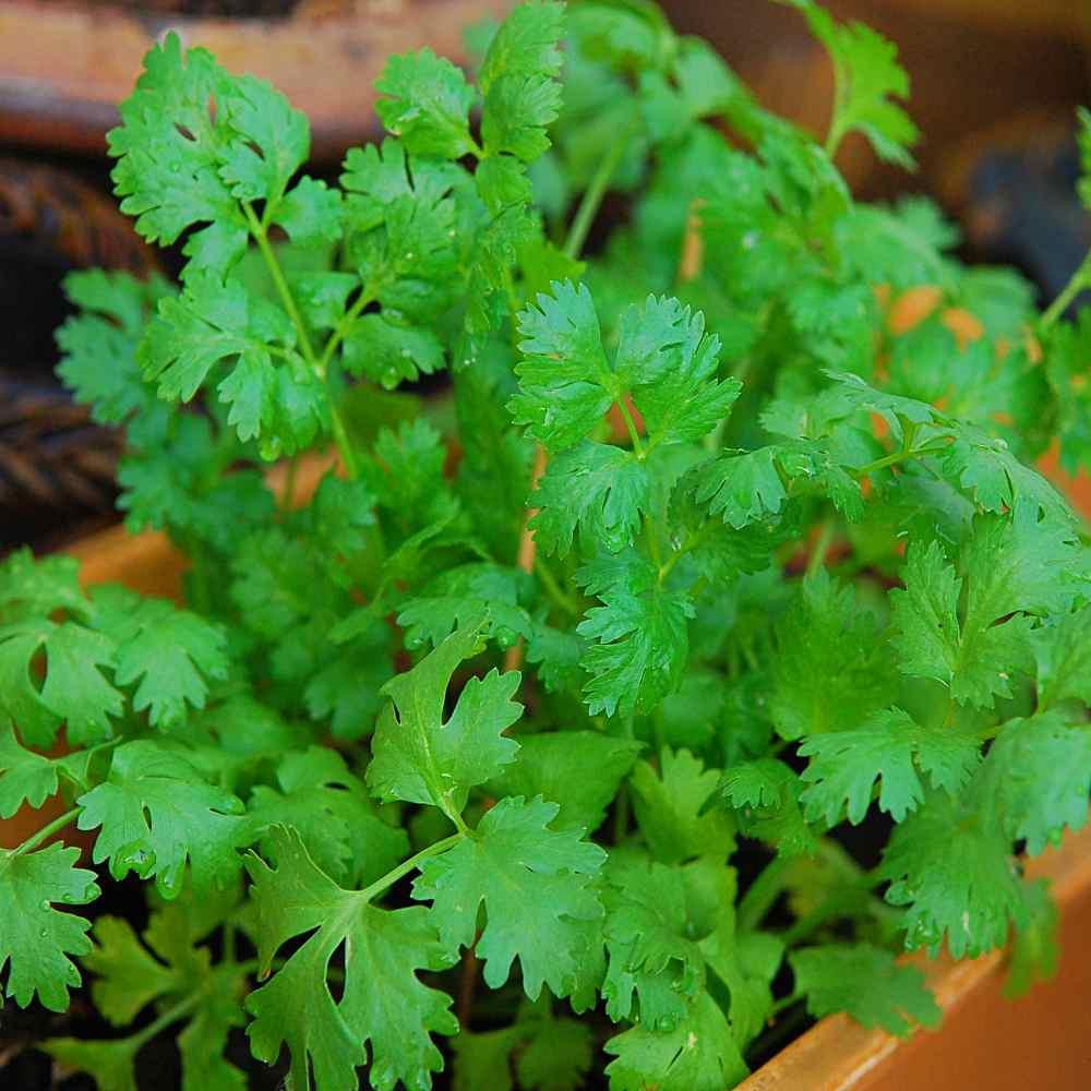 Herb Coriandrum Sativum Santo - View 2 from www redcrocus com