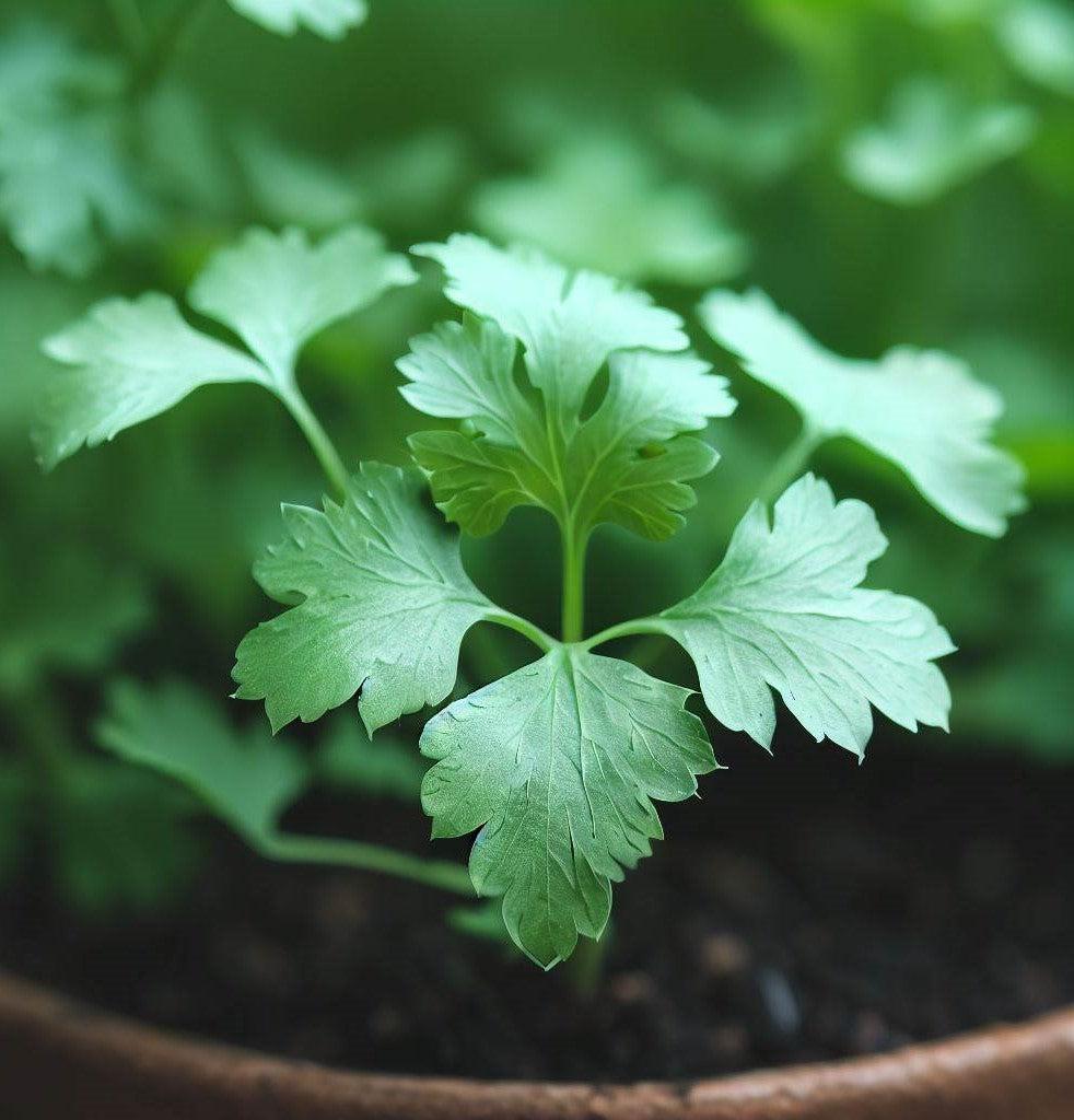 Herb Coriandrum Sativum Santo - View 6 from www redcrocus com