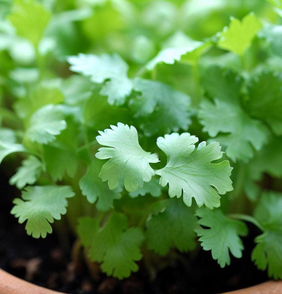Herb Coriandrum Sativum Santo - View 9 from www redcrocus com