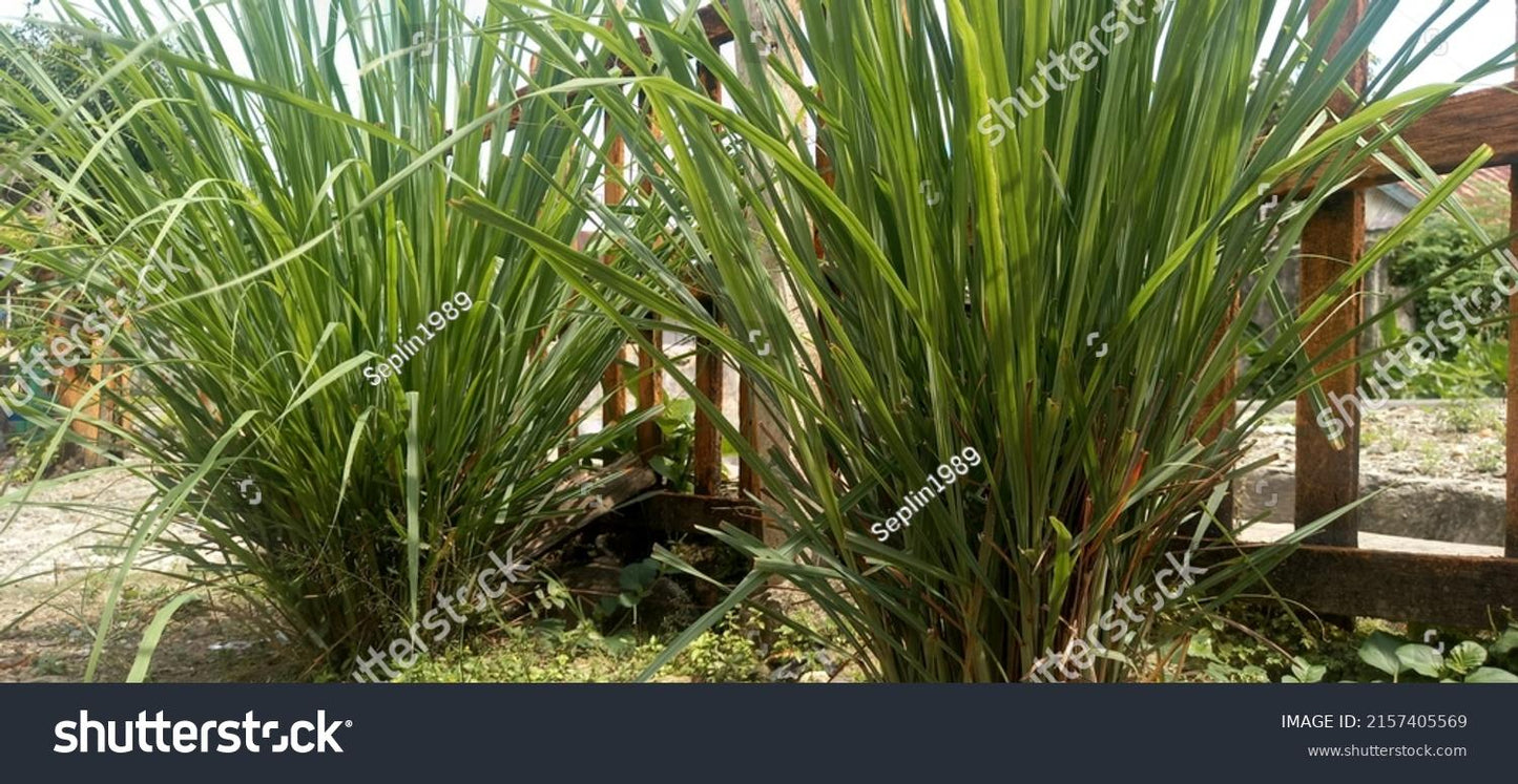 Herb Lemongrass Cymbopogon Citratus - View 12 from www redcrocus com