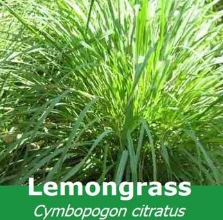 Herb Lemongrass Cymbopogon Citratus - View 15 from www redcrocus com