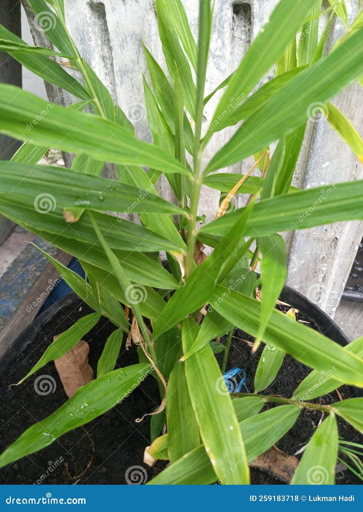 Herb Lemongrass Cymbopogon Citratus - View 16 from www redcrocus com