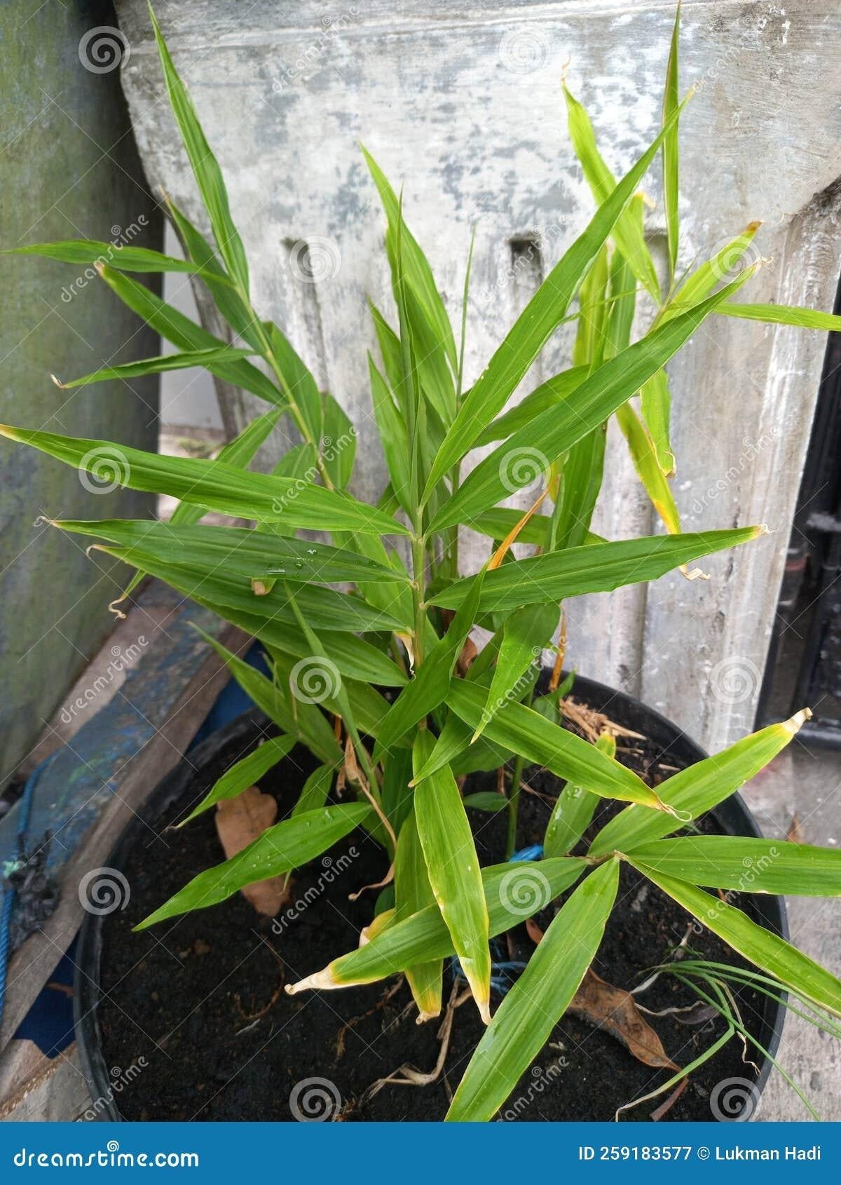 Herb Lemongrass Cymbopogon Citratus - View 18 from www redcrocus com