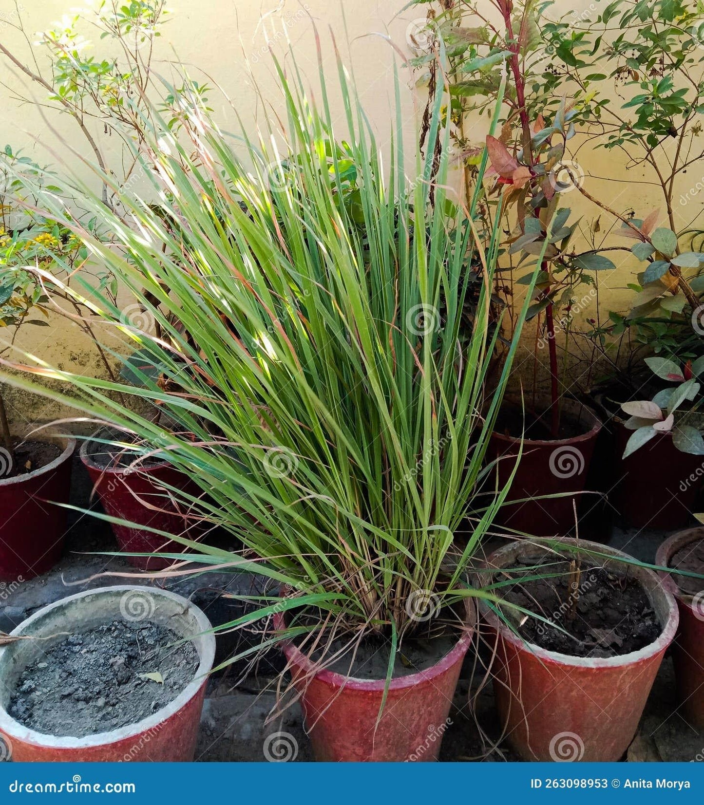 Herb Lemongrass Cymbopogon Citratus - View 9 from www redcrocus com