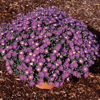 343 Mum, Purple Adiva Purple - View 11 from www redcrocus com