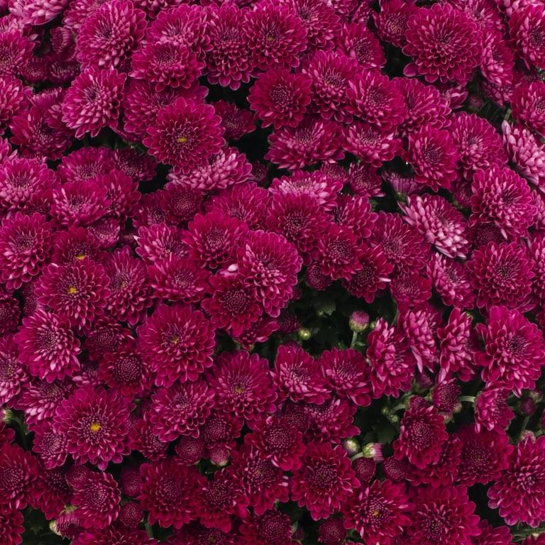 343 Mum, Purple Adiva Purple - View 13 from www redcrocus com
