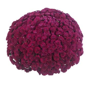 343 Mum, Purple Adiva Purple - View 14 from www redcrocus com
