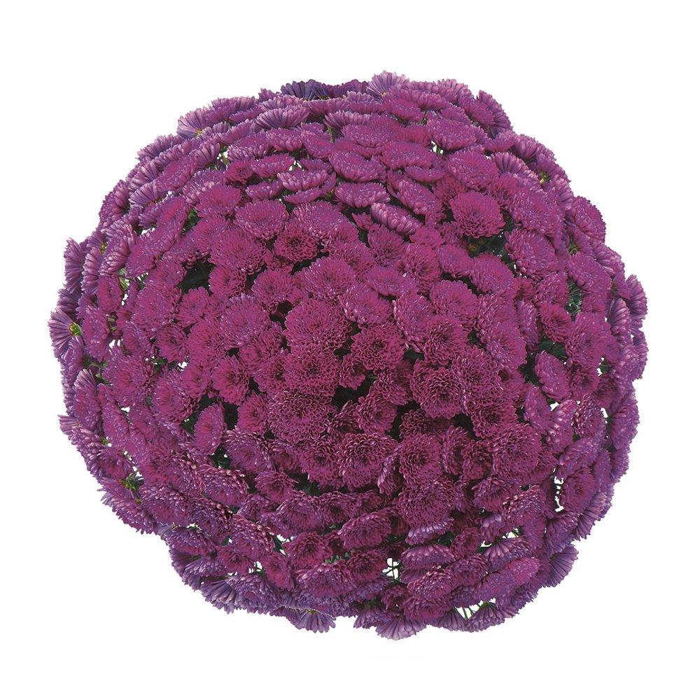 343 Mum, Purple Adiva Purple - View 15 from www redcrocus com