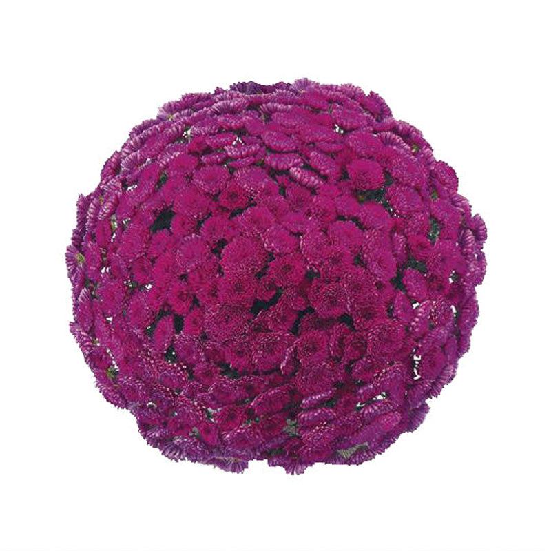 343 Mum, Purple Adiva Purple - View 18 from www redcrocus com