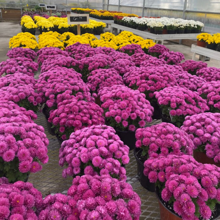 343 Mum, Purple Adiva Purple - View 19 from www redcrocus com