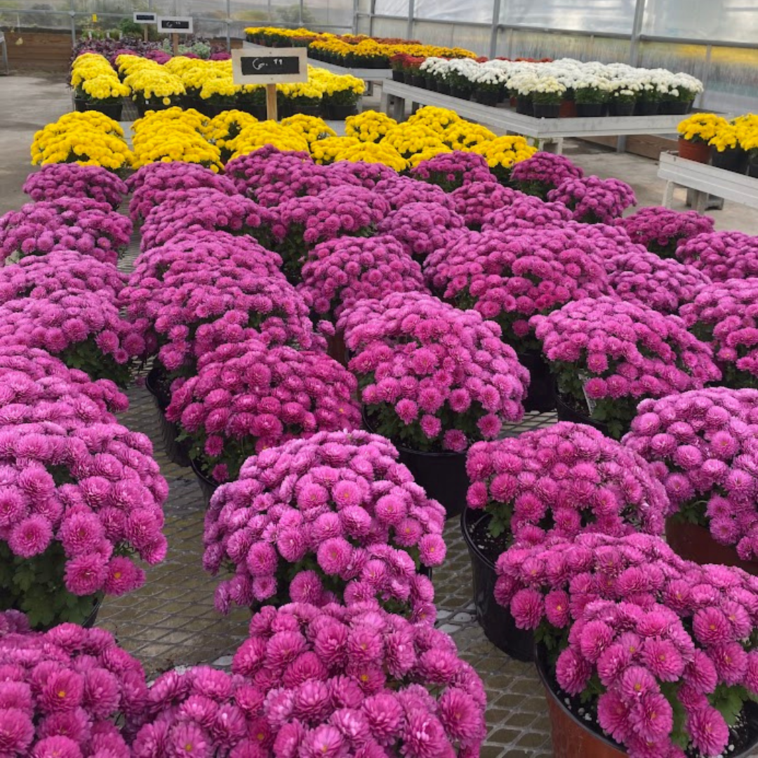 343 Mum, Purple Adiva Purple - View 23 from www redcrocus com