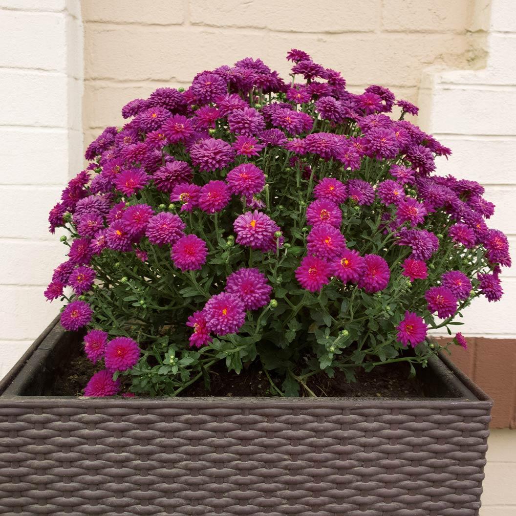 343 Mum, Purple Adiva Purple - View 27 from www redcrocus com