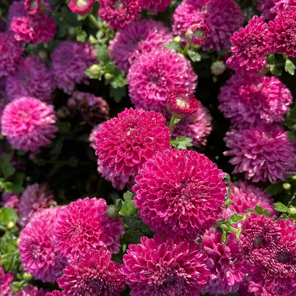 343 Mum, Purple Adiva Purple - View 3 from www redcrocus com