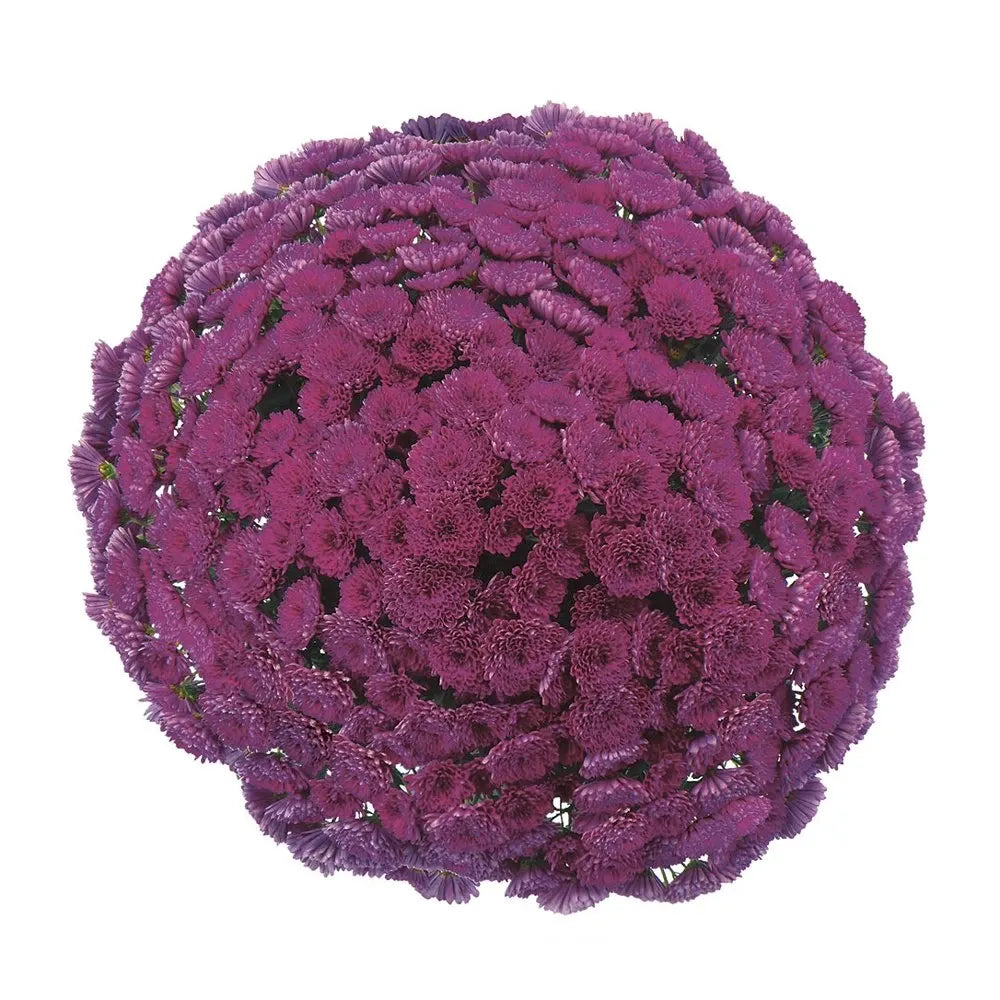 343 Mum, Purple Adiva Purple - View 4 from www redcrocus com