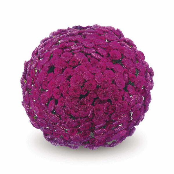 343 Mum, Purple Adiva Purple - View 7 from www redcrocus com
