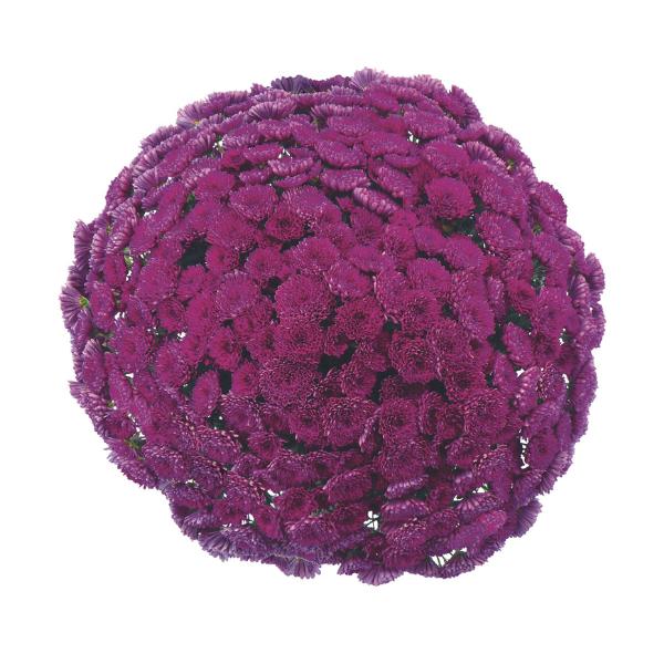 343 Mum, Purple Adiva Purple - View 8 from www redcrocus com