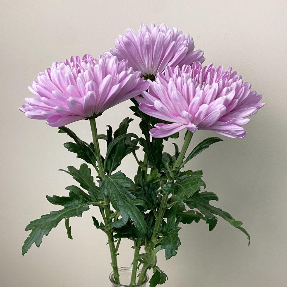 346 Mum, Purple Pobo Lavender - View 11 from www redcrocus com