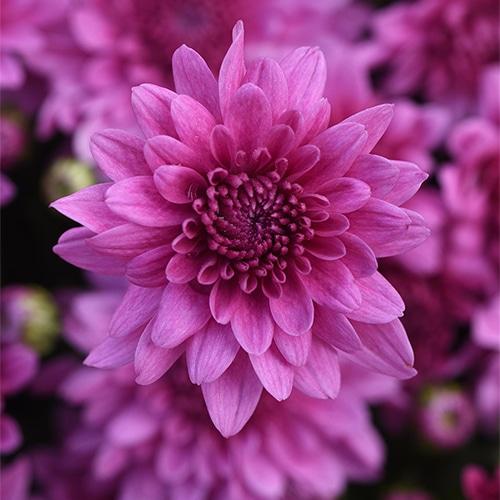 346 Mum, Purple Pobo Lavender - View 14 from www redcrocus com
