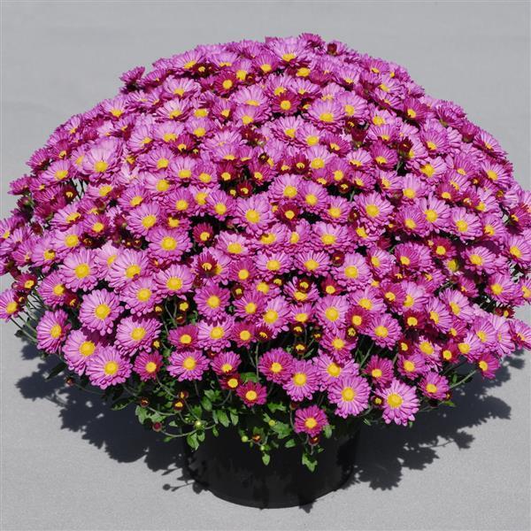 346 Mum, Purple Pobo Lavender - View 2 from www redcrocus com