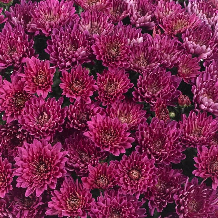 346 Mum, Purple Pobo Lavender - View 7 from www redcrocus com