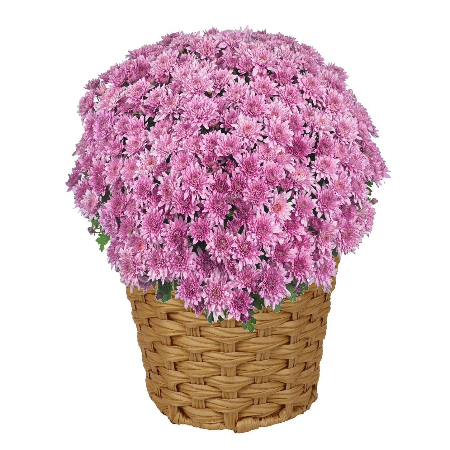 346 Mum, Purple Pobo Lavender - View 8 from www redcrocus com