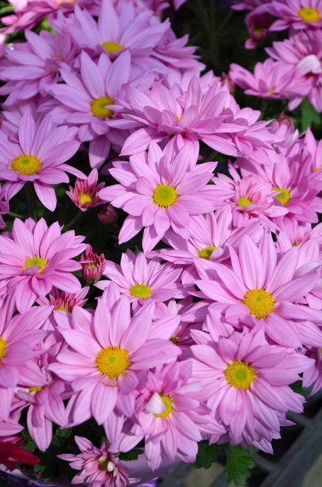 346 Mum, Purple Pobo Lavender - View 9 from www redcrocus com