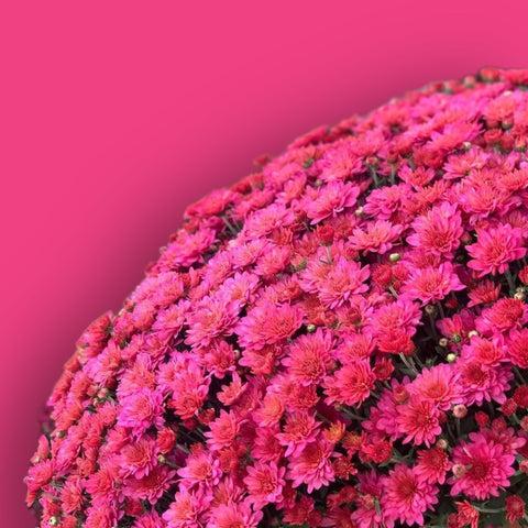 401 Mum, Pink Frenzy - View 2 from www redcrocus com