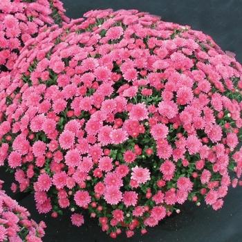 401 Mum, Pink Frenzy - View 3 from www redcrocus com