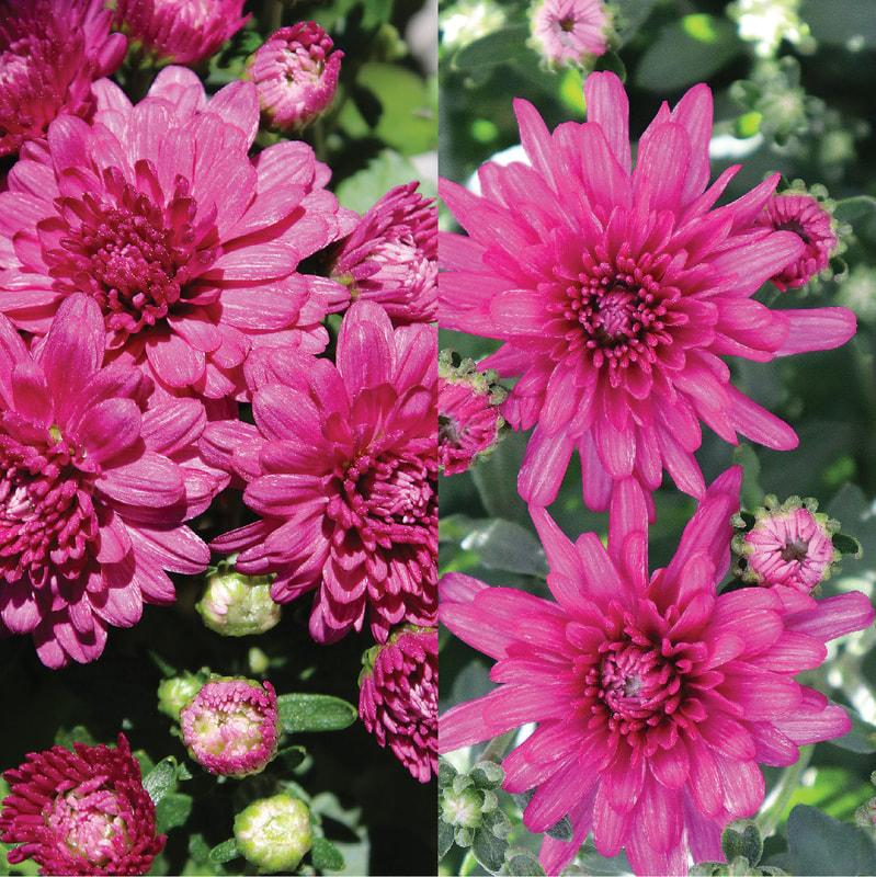 401 Mum, Pink Frenzy - View 4 from www redcrocus com
