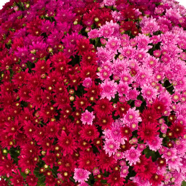 401 Mum, Pink Frenzy - View 5 from www redcrocus com