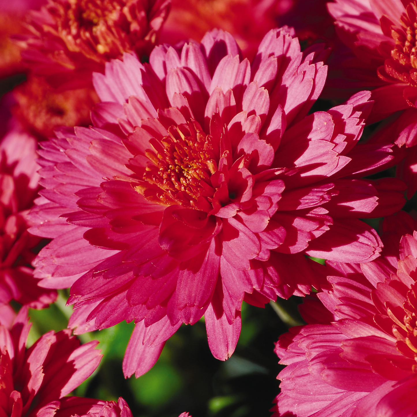 401 Mum, Pink Frenzy - View 6 from www redcrocus com