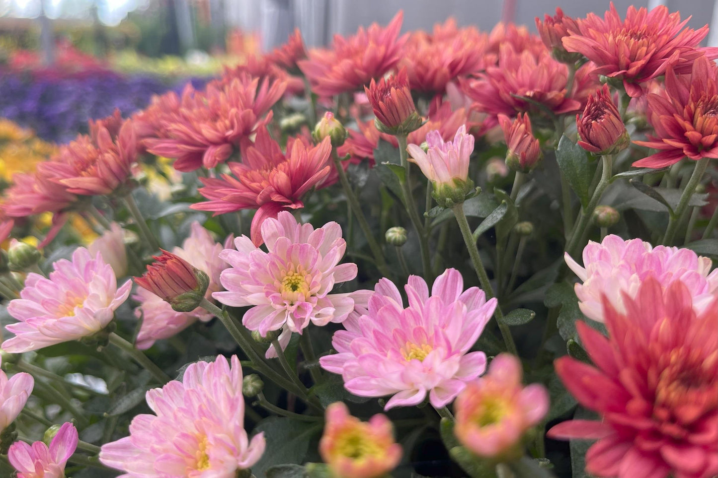 401 Mum, Pink Frenzy - View 7 from www redcrocus com