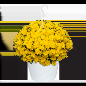 431 Mum, Yellow Stellar Yellow - View 10 from www redcrocus com