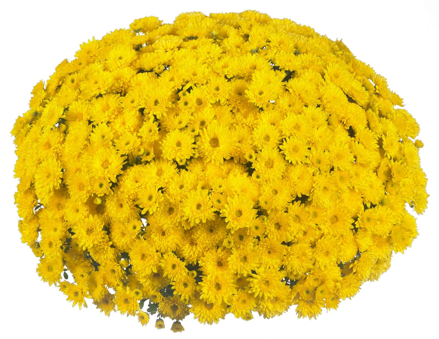 431 Mum, Yellow Stellar Yellow - View 13 from www redcrocus com
