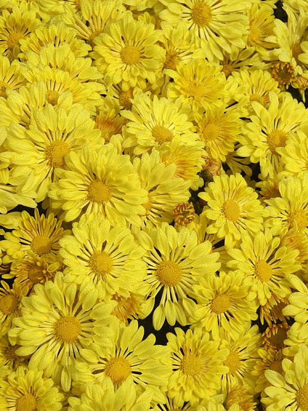 431 Mum, Yellow Stellar Yellow - View 2 from www redcrocus com