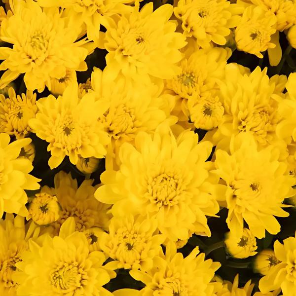 431 Mum, Yellow Stellar Yellow - View 3 from www redcrocus com