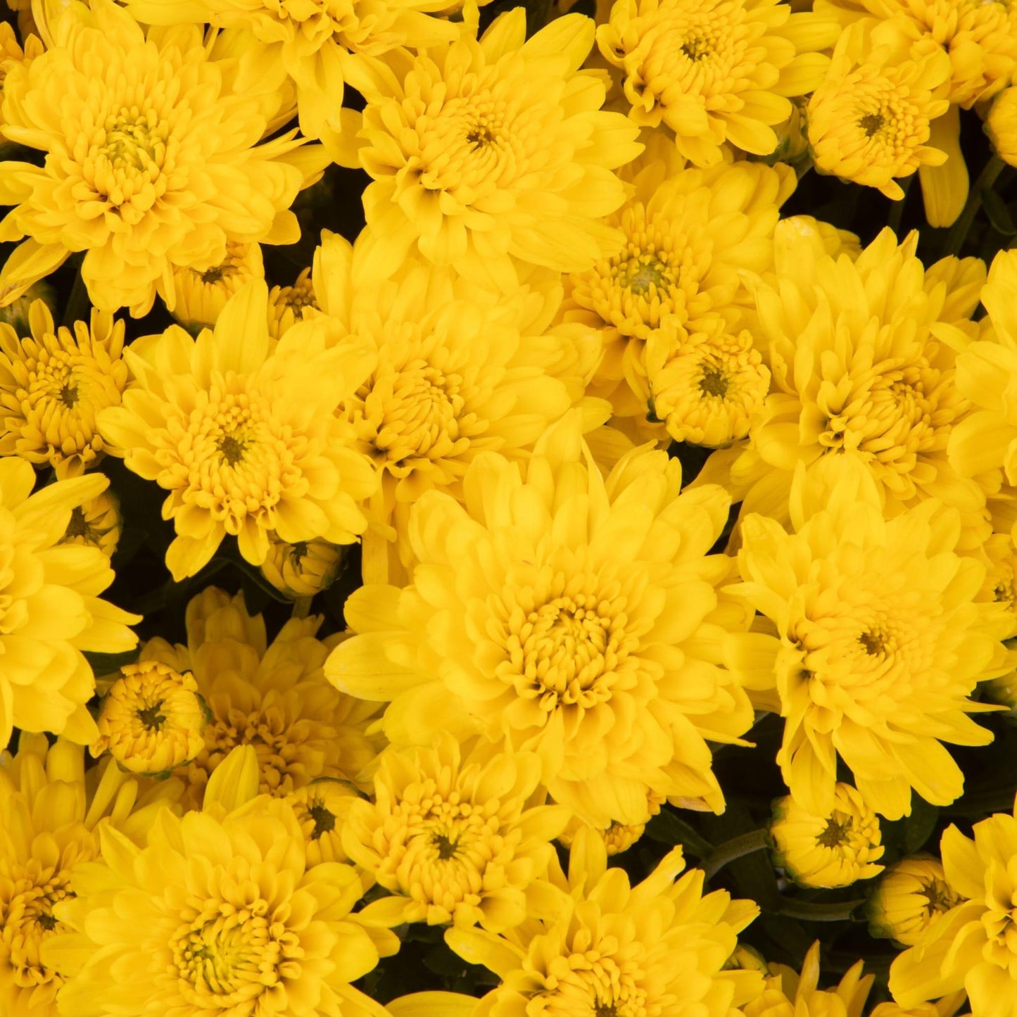 431 Mum, Yellow Stellar Yellow - View 4 from www redcrocus com