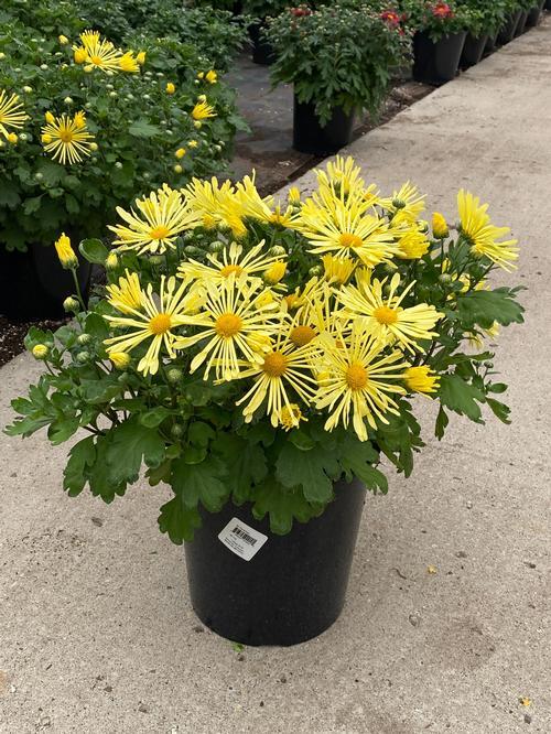 431 Mum, Yellow Stellar Yellow - View 6 from www redcrocus com