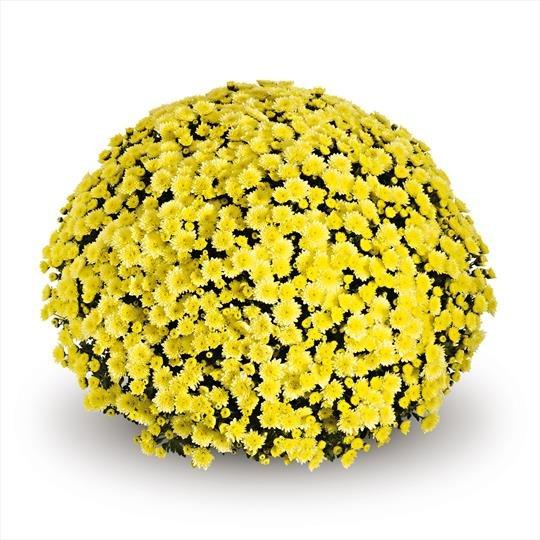 431 Mum, Yellow Stellar Yellow - View 7 from www redcrocus com