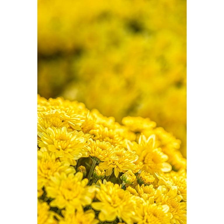 431 Mum, Yellow Stellar Yellow - View 8 from www redcrocus com