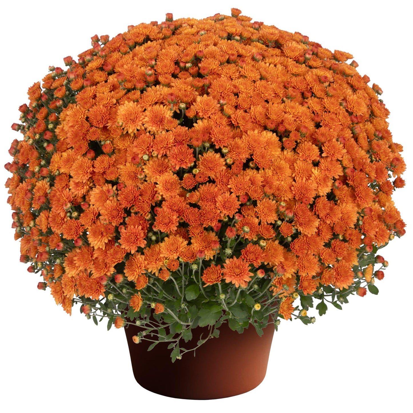 465 Mum, Orange Makenna Orange - View 10 from www redcrocus com